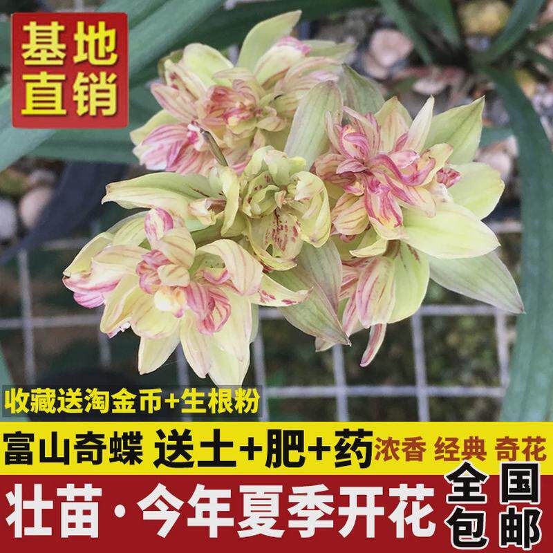 兰花苗皎月春兰边草铭品金边线艺春季带花苞室内绿植物花卉盆栽