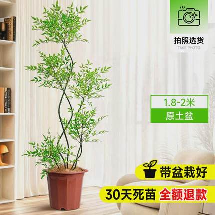 南天竹盆栽客厅真树绿植办公室内沙发边大型落地旺宅真花大号禄植
