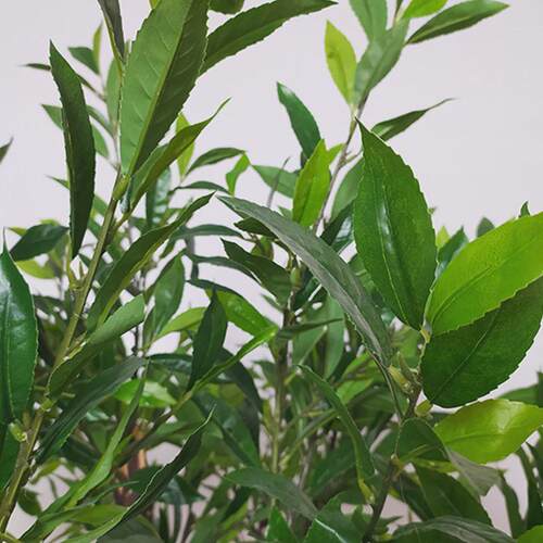 仿真植物茶树壁柜盆栽家居室内绿植创意摆件酒店民宿装饰茶树