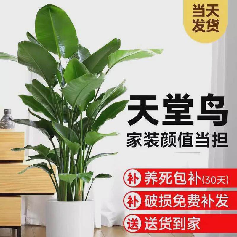 富贵鸟绿植盆栽花苗鹤望兰鸟焦带花苞天堂鸟大型客厅办公室室内