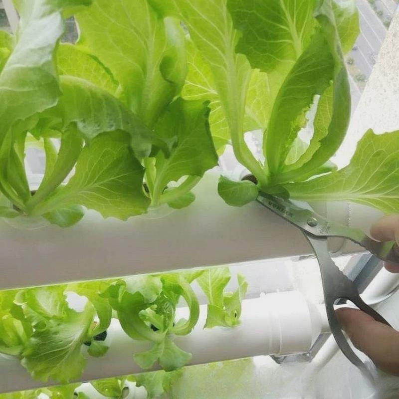 阳台种菜机壁挂式管道水培蔬菜无土栽培设备自动水耕多层种植架