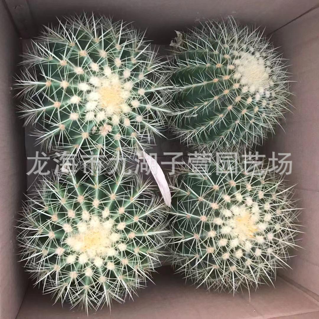 基地造景金虎40cm仙人球仙人掌多肉植物景观发货盆栽景观沙生植物