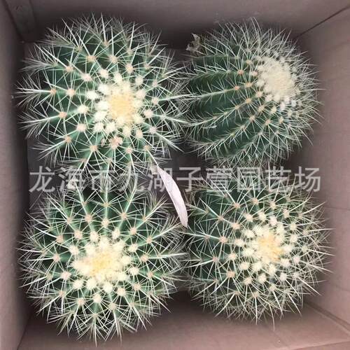 基地发货金虎40cm仙人球仙人掌造景景观多肉植物盆栽景观沙生植物