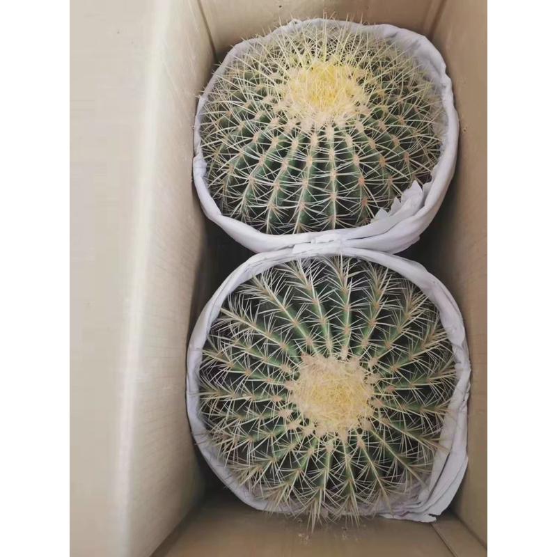 仙人球直供盆栽花卉居家绿植花卉盆栽基地多肉植物金琥2装