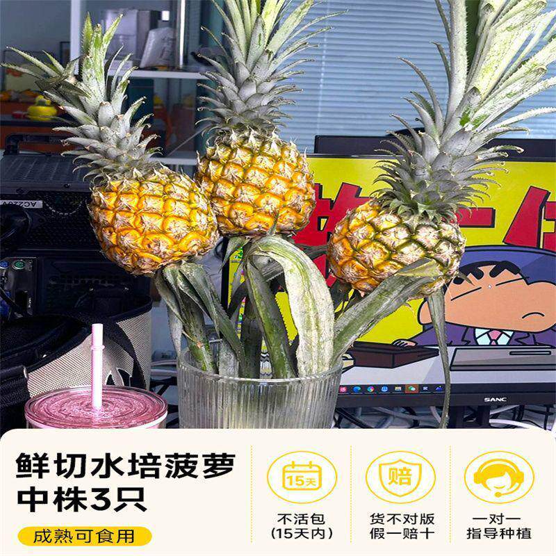 【好吃又好养】动感光波菠萝食用水培植物小黑凤梨插卉室内鲜切花