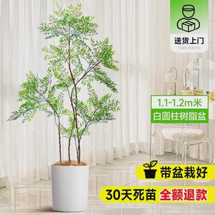 南天竹盆栽客厅真树绿植办公室内沙发边大型宅旺落地真花大号禄植