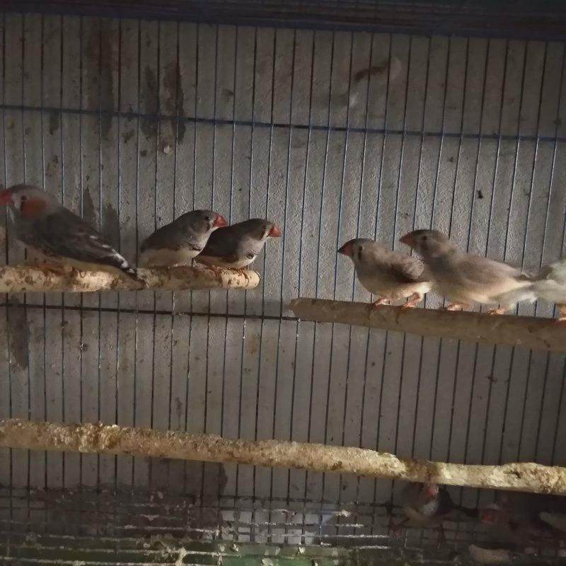 文鸟珍珠鸟鸟窝鸽直发送雪粮食,宠物/宠物食品及用品,兔兔其他,淘宝优惠券,粉丝福利购,淘宝优惠卷