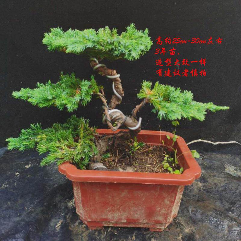 迎客松真树绿植盆栽阳台柏柏树盆景造型室内办公桌地