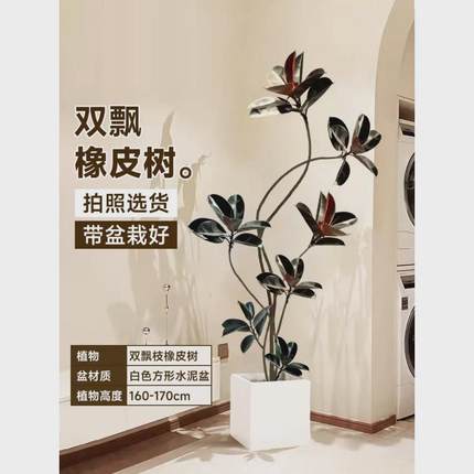 黑金刚真客厅大盆栽绿植办公室内大型植物落地式大号橡皮树花禄植