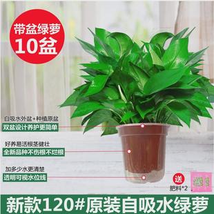 木之逸绿萝盆栽室内吸绿植水培好养盆景长藤垂吊除甲醛物大叶绿箩