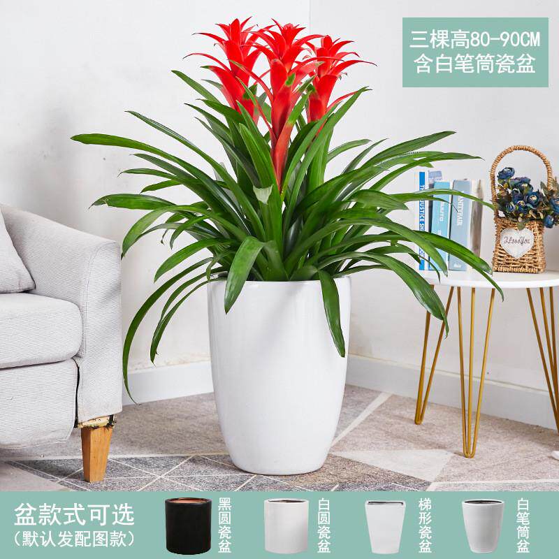 红运当头大盆景真花客厅室内大型绿植电视柜旁家养花卉植物寓意好