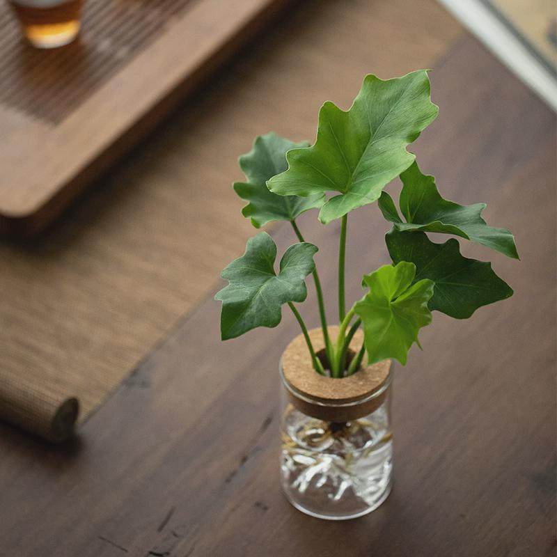 水培植物春羽铁树红客厅茶几办公桌趣味花卉四季常青净化直销直销,鲜花速递/花卉仿真/绿植园艺,绿植,淘宝优惠券,粉丝福利购,淘宝优惠卷