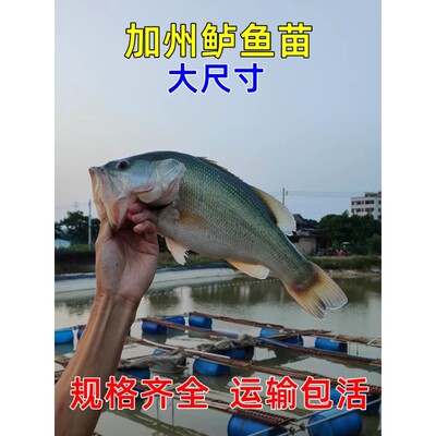 批鲈鱼苗淡水养殖大尺寸鲈鱼苗路亚苗大口黑鲈凶猛鱼卢鱼苗加州