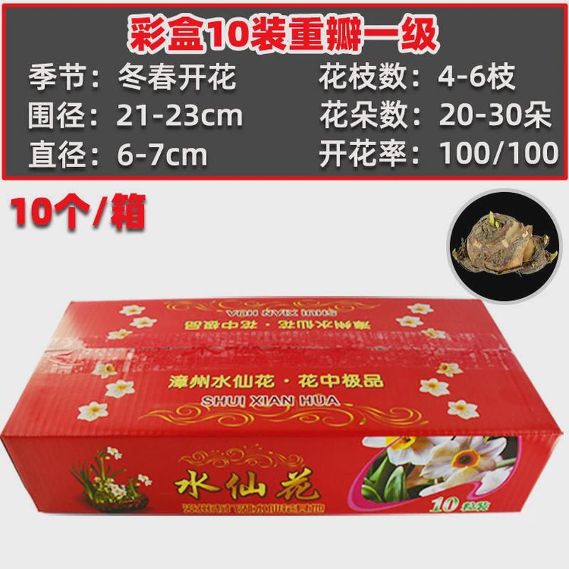 [叶基地]彩盒装水仙花种球单瓣重瓣水培年宵花卉盆栽绿植连花直供