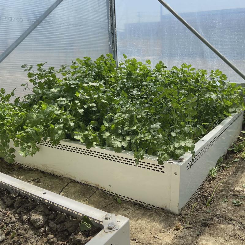 金属果蔬培育箱阳台菜园种菜不家庭无底种植盆养花生锈重复用种菜