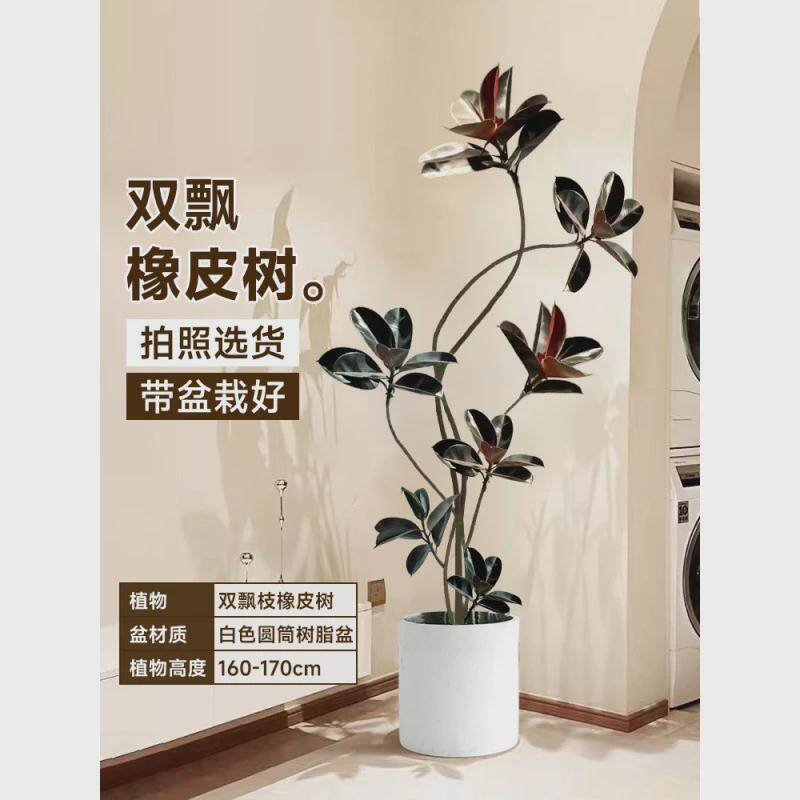 黑金刚橡皮树客厅大盆栽绿植办公室内大型植物禄大号真花落地式植