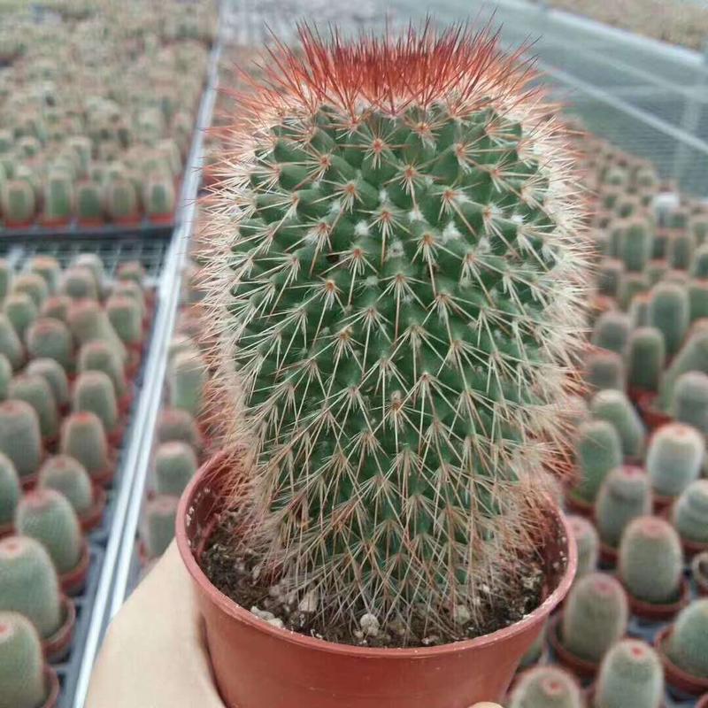 丸基地直供】绿植盆栽居家绿植仙人球多肉植物花卉猩猩【