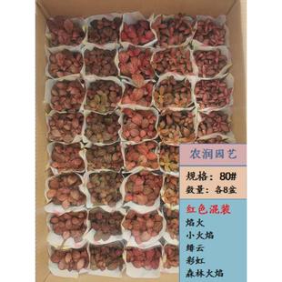 【基地直供】观叶植物网纹草小盆栽微景观绿植小箱网纹草混装