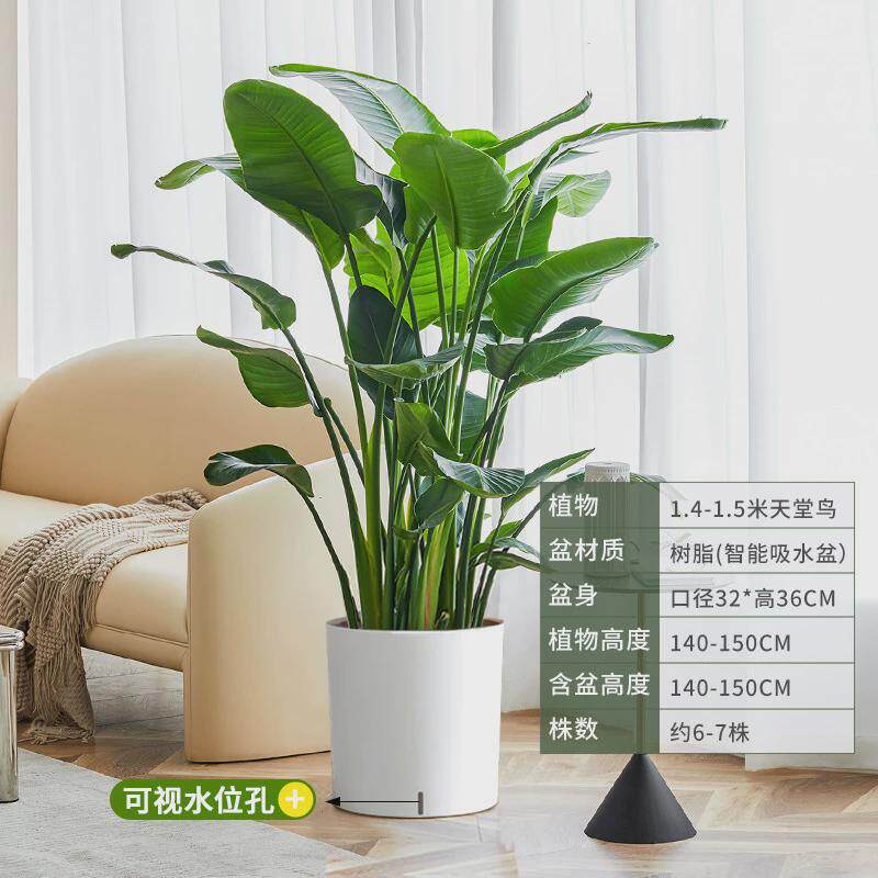 客厅放绿植大棵的老板办公室绿植落地好养活店铺开业绿植大型盆栽