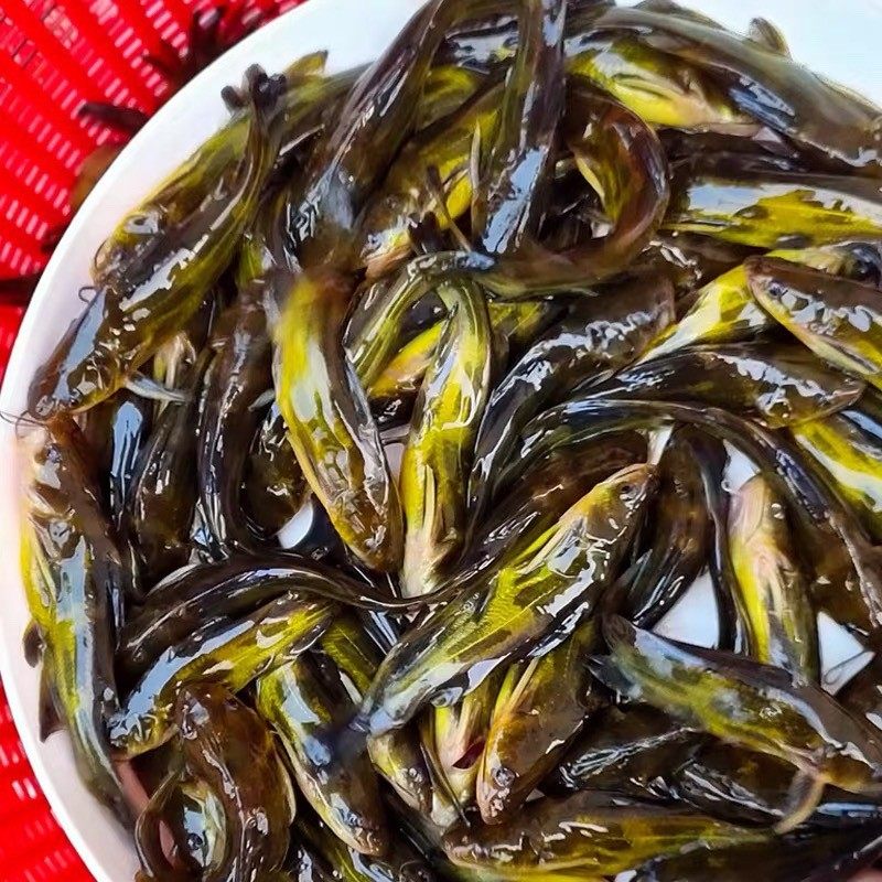 杂交黄骨鱼苗黄颡鱼苗黄辣丁鱼苗黄刺鱼黄鸭叫活鱼苗冷水淡水养殖