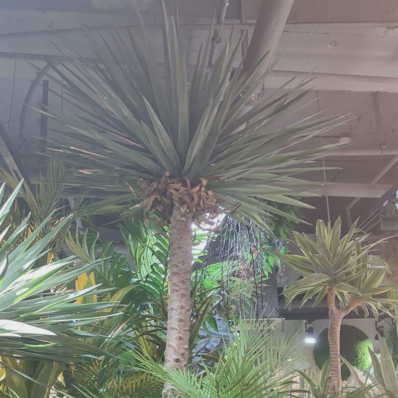 仿真绿植千手剑麻树沙滩海边风景树仿真树园林售楼部会所造景装饰