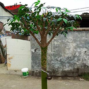 造景厂家供应仿真橡胶树绿色植物植物红树林装饰盆栽摆件