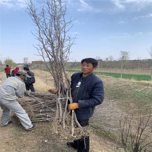 枣树处理当年结果10公分枣树大量有货土根带裸球均可枣树