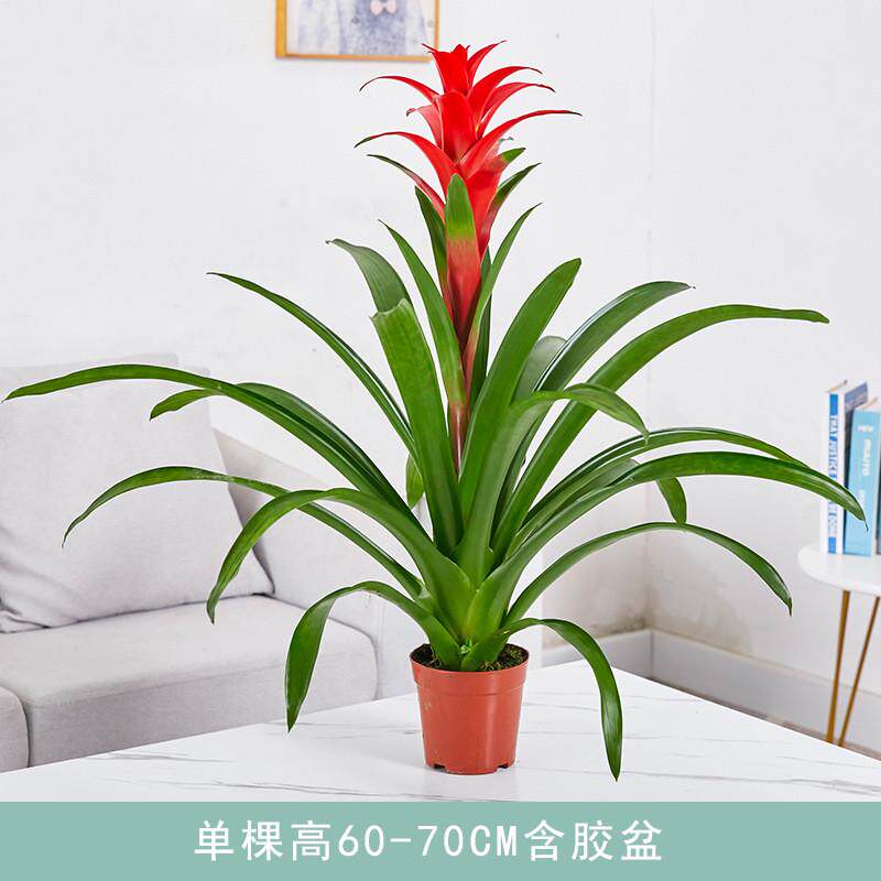 红运当头大盆景真花客厅室内寓意绿植电视柜旁家养花卉植物大型好