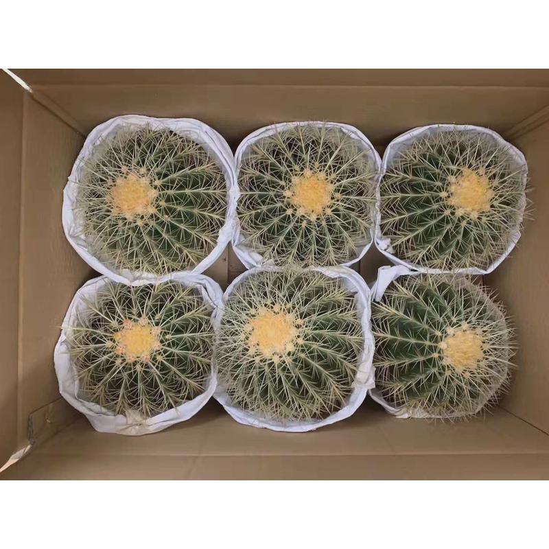 基地仙人球直供多肉植物花卉居家绿植花卉盆栽金琥6装
