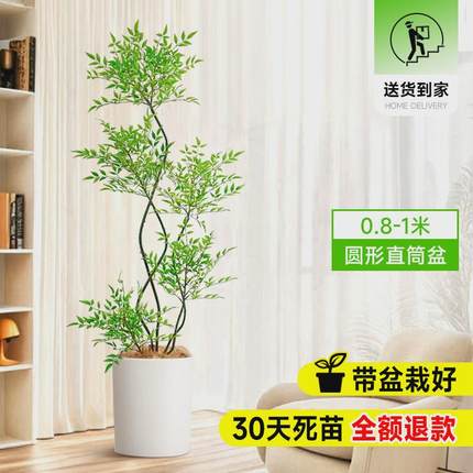 南天竹盆栽客厅真树绿植办公室内沙发边大型落地旺宅真花大号禄植
