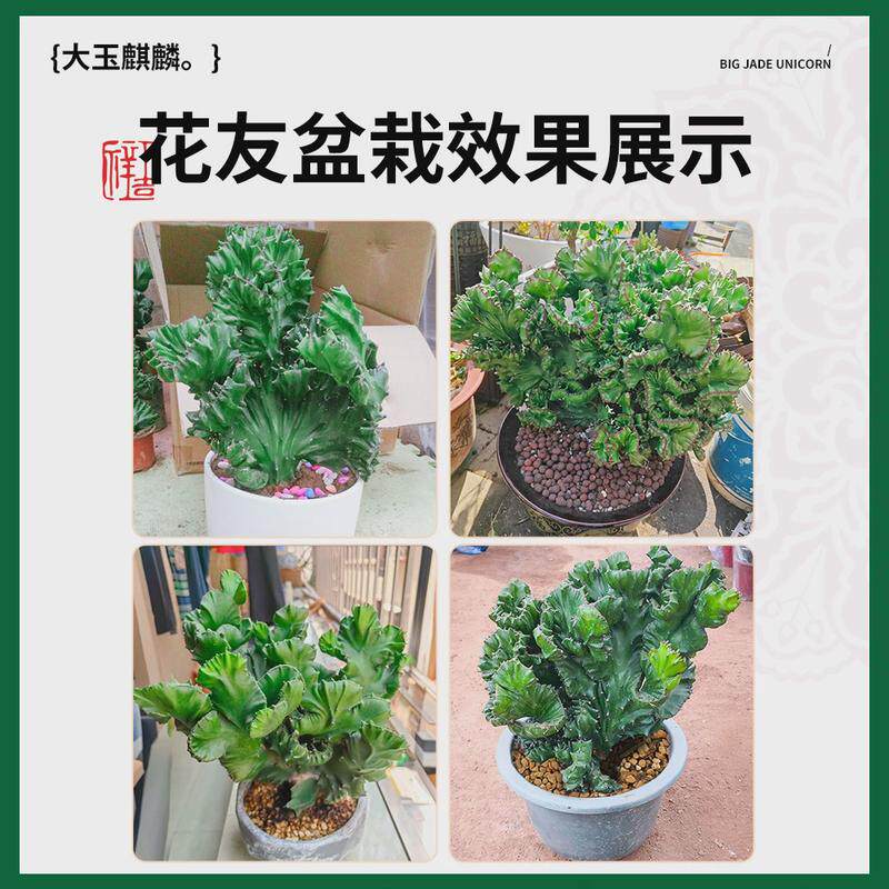 玉麒麟盆栽带根麒麟植物多肉大颗好养室内盆栽彩麒麟龙骨稀有品种