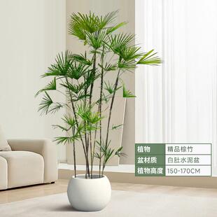 金山棕竹盆栽室内细叶植物大型绿植客厅好养竹子吸收甲醛四季小叶