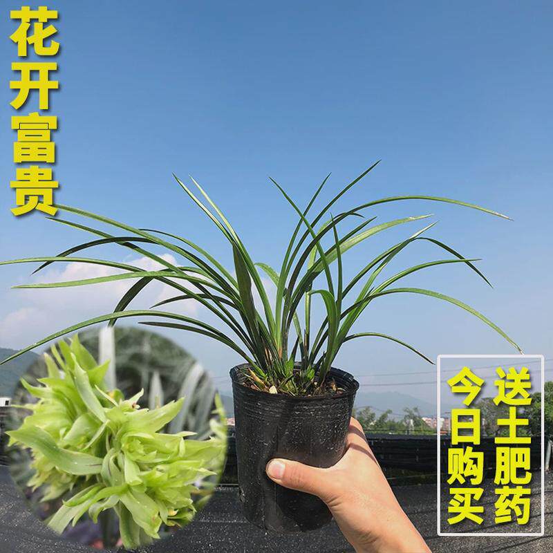 兰花苗皎月春兰边草铭品金边线艺室内带花苞春季绿植物花卉盆栽
