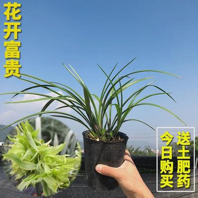 兰花苗皎月春兰边草铭品金边线艺室内带花苞春季绿植物花卉盆栽