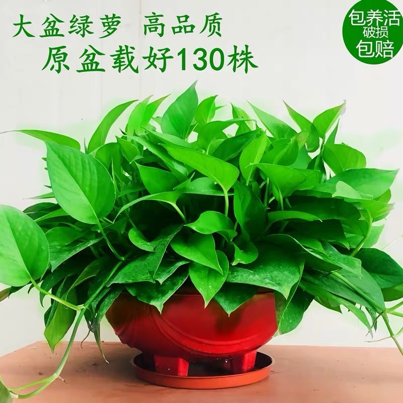 大小叶绿萝柱绿萝树室内植物办公室客厅绿植大叶绿萝