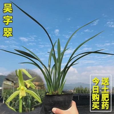 兰花苗皎月春兰边草铭品金边线艺春季带花苞室内绿植物花卉盆栽
