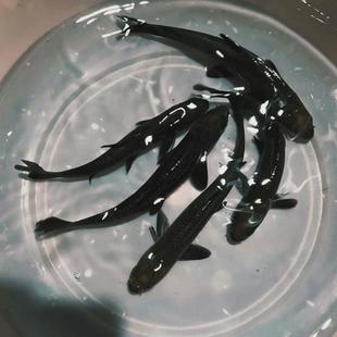 螺蛳青特大型鱼苗20公分半斤食用乌黑皖淡水养殖灰草鱼螺丝青鱼苗