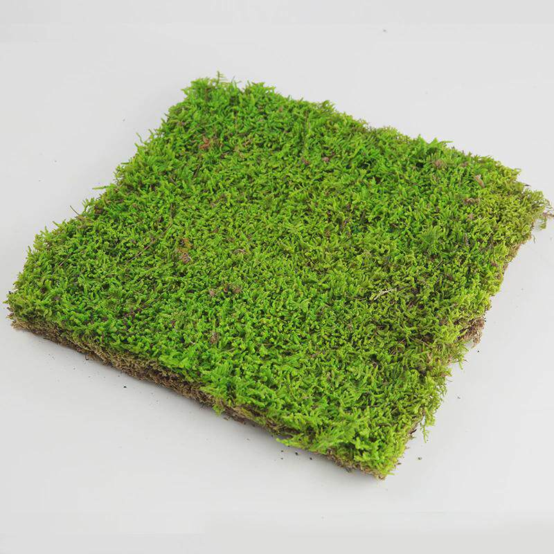 永生大苔藓灰藓绿植墙面仿真草坪软装室内装修diy园林建设微景观