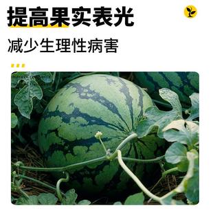 九肽钙镁硼元 素铁全锌叶面肥补钙防裂果膨果促上色果树瓜果冲施肥