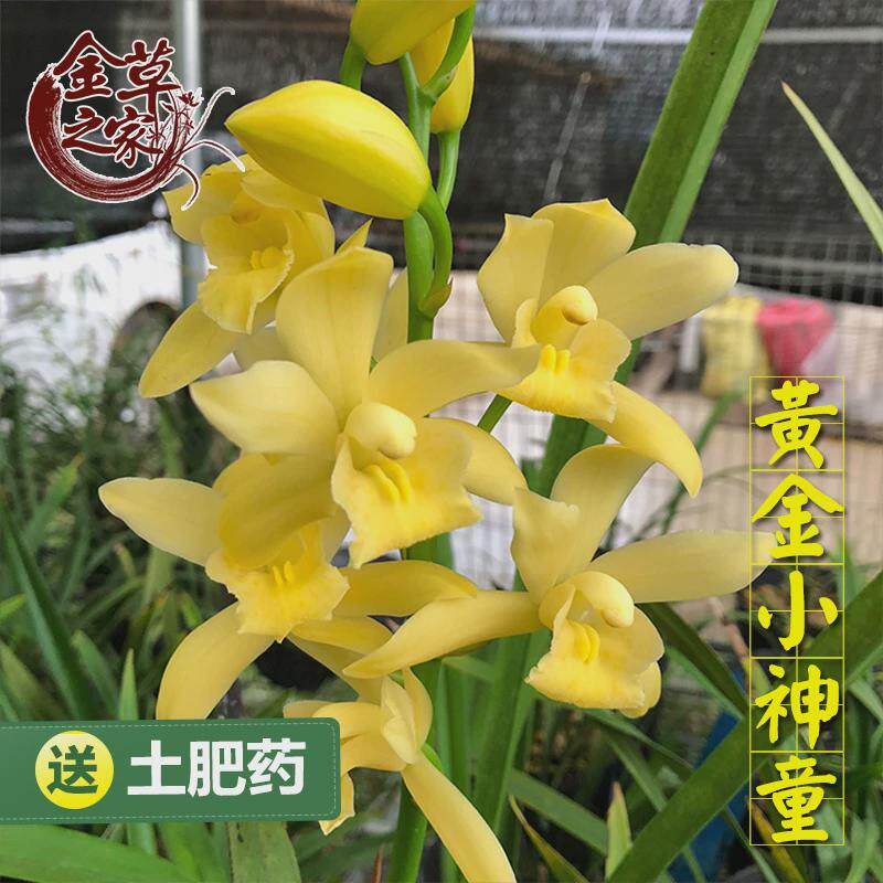 绿植皎月春兰边草铭品金边线艺春季带花苞室内兰花苗物花卉盆栽