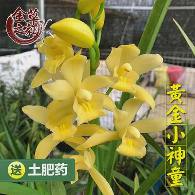 绿植皎月春兰边草铭品金边线艺春季带花苞室内兰花苗物花卉盆栽