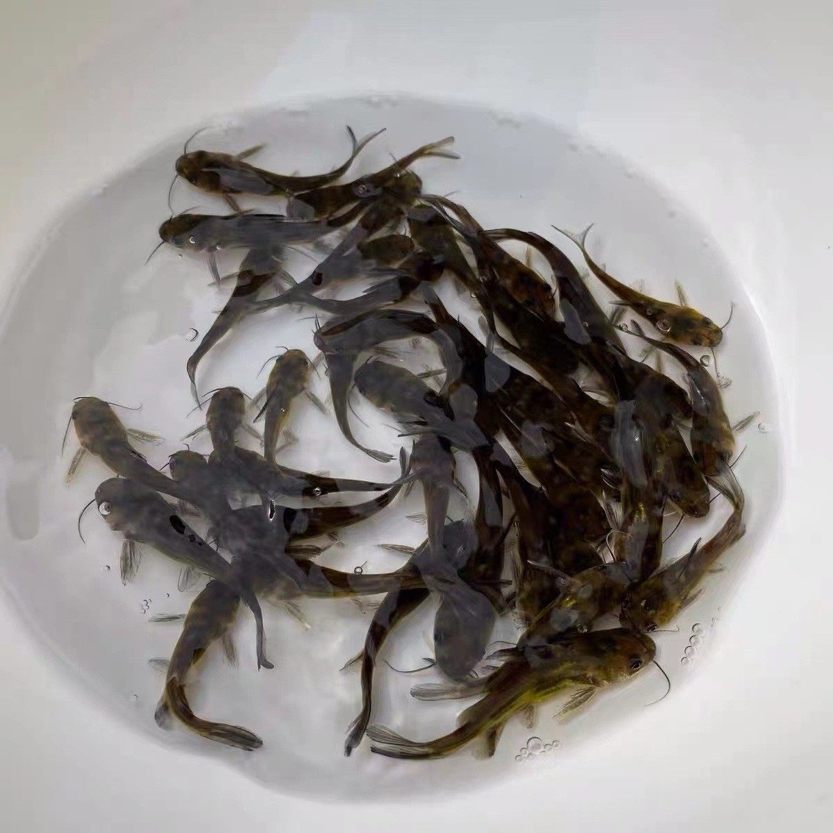 杂交黄骨鱼苗黄颡鱼苗黄辣丁鱼苗黄刺鱼黄鸭叫活鱼苗冷水淡水养殖