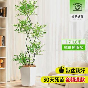 南天竹盆栽客厅真树绿植办公室内沙发边植落地旺宅真花大号禄大型