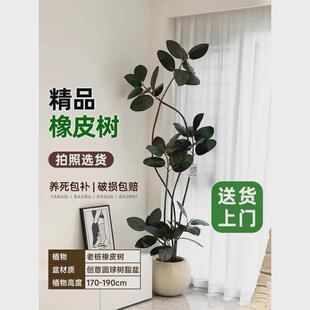室内橡皮树客厅大盆栽绿植办公黑金刚大型植物落地式大号真花禄植