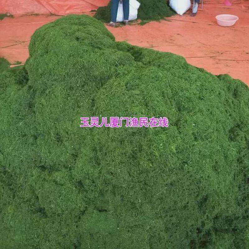 厦门特产丝状青海苔丝海苔条干货包薄饼春卷180g虎提浒苔2件包邮
