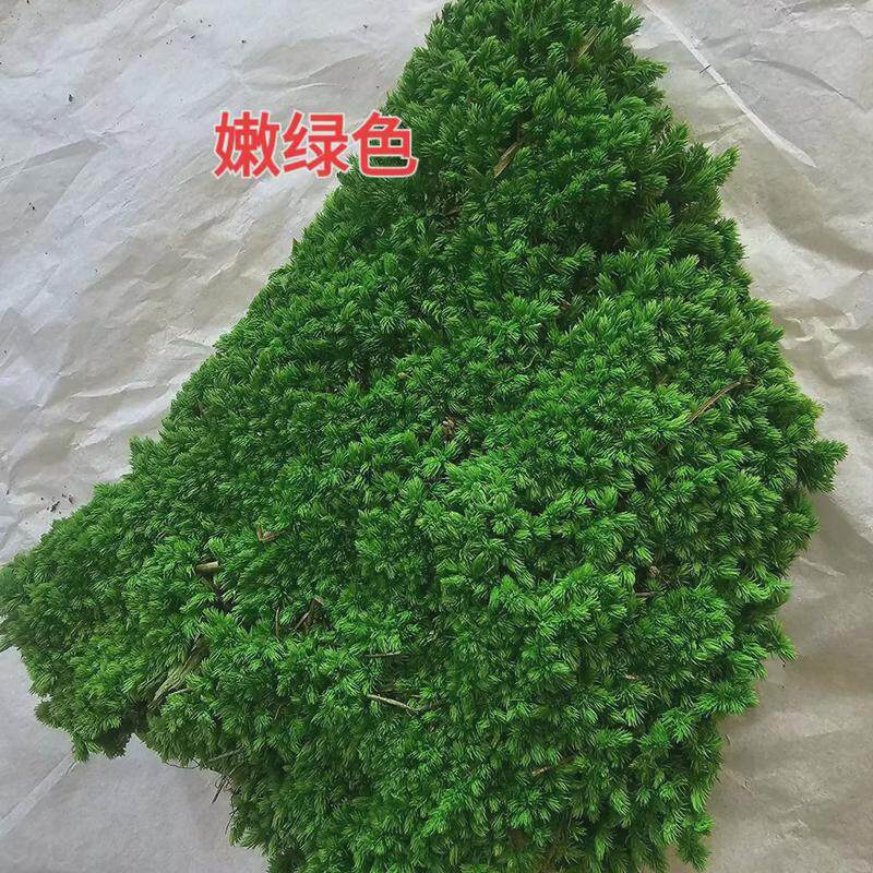 永生白发藓建设草坪地毯绿植墙庭院铺面diy园林仿真微景观东南亚