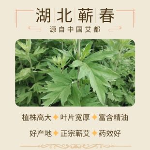 老刘家蕲艾柱艾条艾段3年陈端午艾手工艾灸柱艾草湖北蕲春家用艾