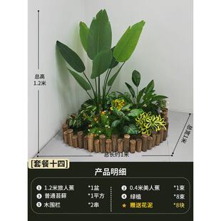 c观仿真绿植造景组合装饰树橱窗假植物景！造景树旅人蕉室内客厅