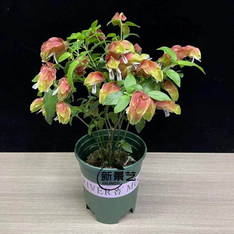 带花红虾衣花四季开花阳台室内盆栽红虾花虾夷花苗形似奇妙多年生