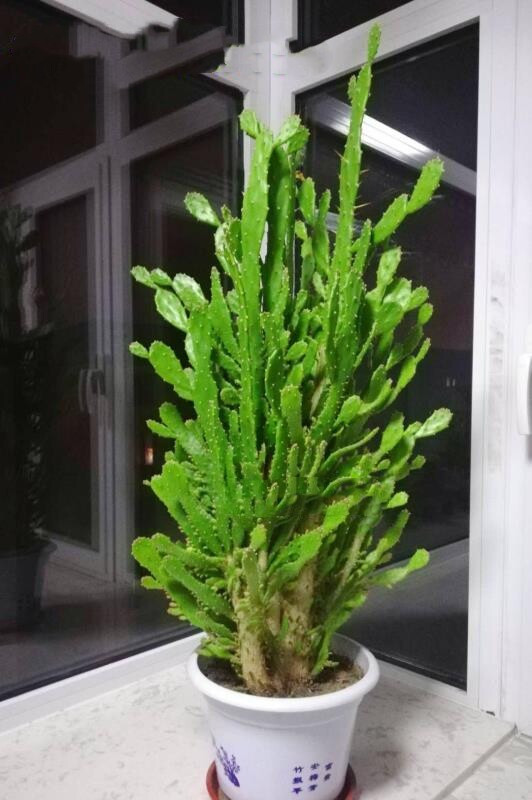 仙人掌老桩千手观音千佛手盆栽大型室内多肉绿植吸甲醛防辐射净化